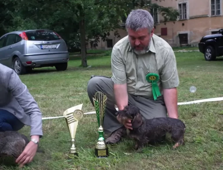 Klubová výstava jazvečíkov SKCHJ, 23.8.2014, Malacky – fotografia 15